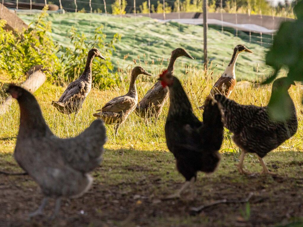 Enten und Hühner im Freilauf