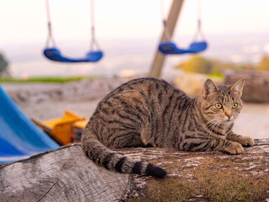 Katzer vor dem Spielplatz