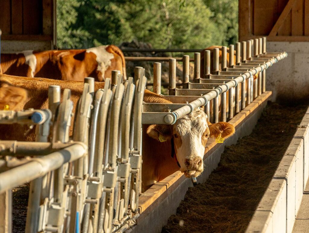 Futterband der Kühe